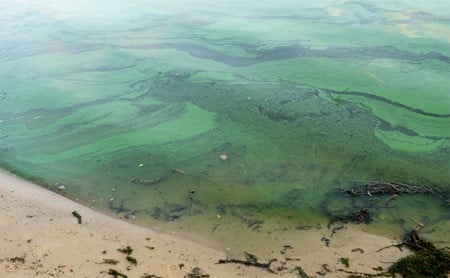 Algae in water at a shoreline