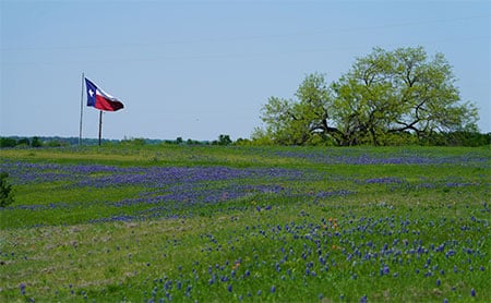 A Texas flag waving on a pole in a field of bluebonnets with trees and clear sky in the background.