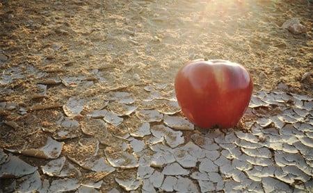 A red apple rests on the ground in the late afternoon light
